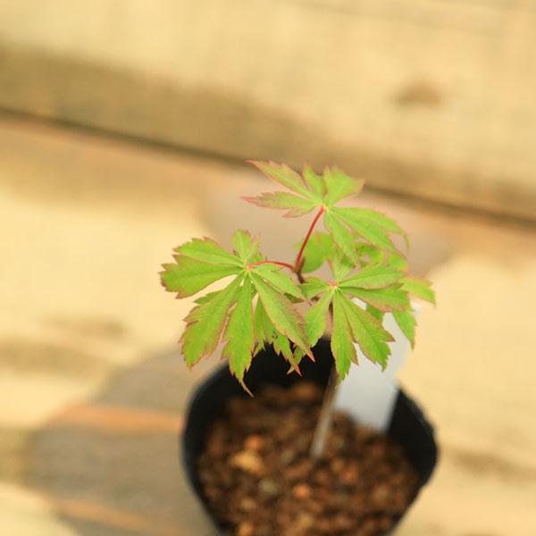 もみじ 株立ちのモミジ #bonsai #japanesemaple #momiji #盆栽 #ヤマモミジ