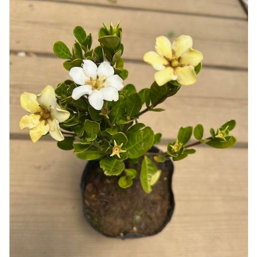 苗：実成りくちなし (曲・丸葉)* 梔子 クチナシ : 遊恵盆栽 Yahoo!店