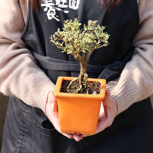 苗：斑入り白丁花*（正方橙陶器鉢入り）ふいりはくちょうげ ハクチョウゲ（Yahoo!・遊恵盆栽　Yahoo!店）
