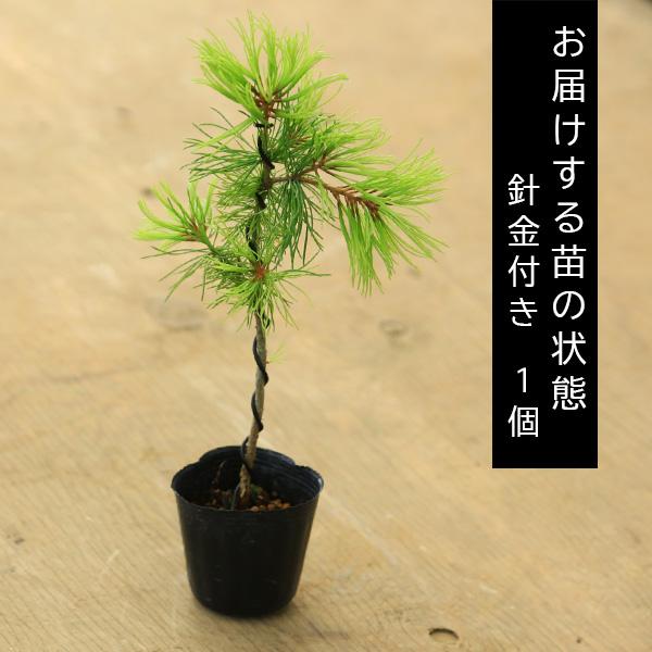 ミニ苗：実生五葉松（針金付き）*お好みで曲げれるGoyoumatsuお試し