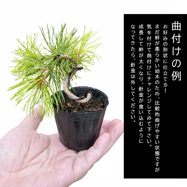 ミニ苗：実生五葉松（針金付き）*お好みで曲げれるGoyoumatsuお試し
