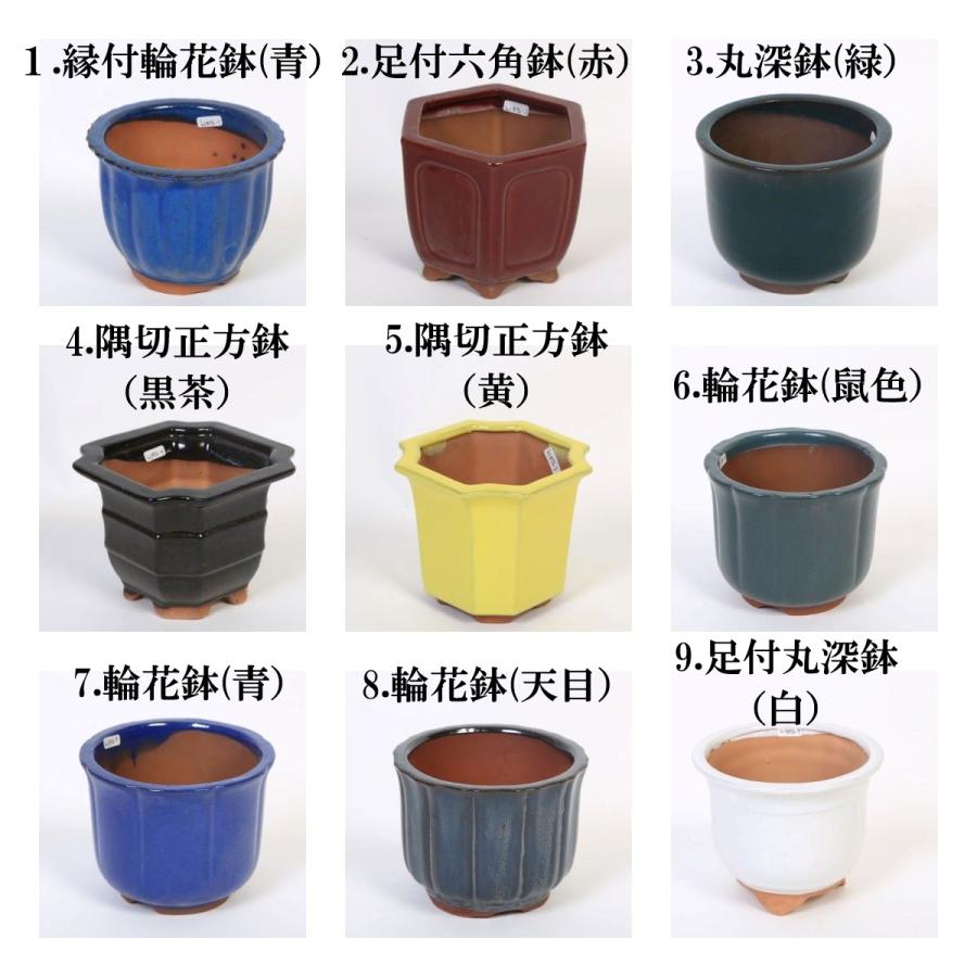 特価鉢：中国深鉢 II 4.5号＊資材 : 遊恵盆栽 Yahoo!店 - 通販 - Yahoo