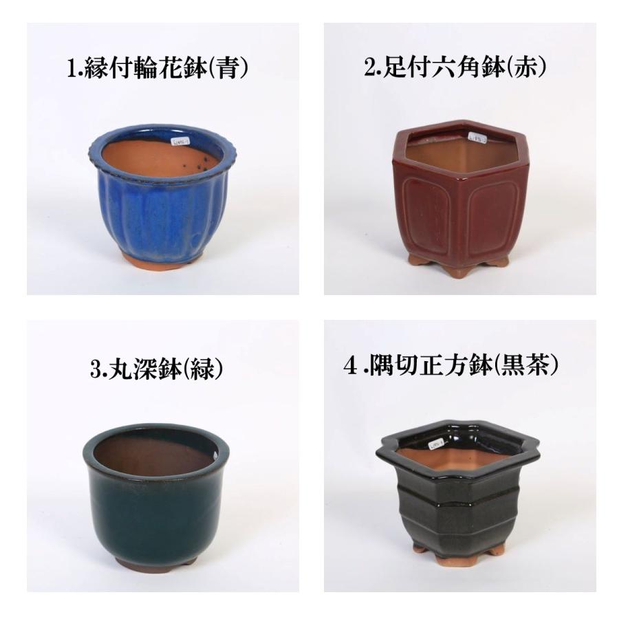 特価鉢：中国深鉢 II 4.5号＊資材 : 遊恵盆栽 Yahoo!店 - 通販 - Yahoo