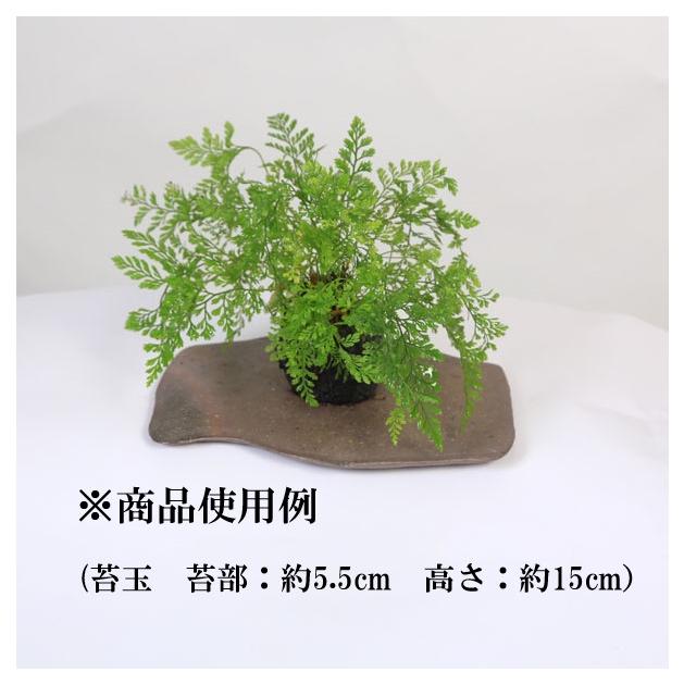 現代小鉢：柴勝 陶板 5.5号*資材 : 遊恵盆栽 Yahoo!店 - 通販