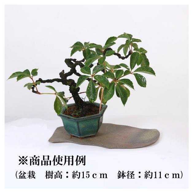 現代小鉢：柴勝 短冊 7号*資材 : 遊恵盆栽 Yahoo!店 - 通販 - Yahoo