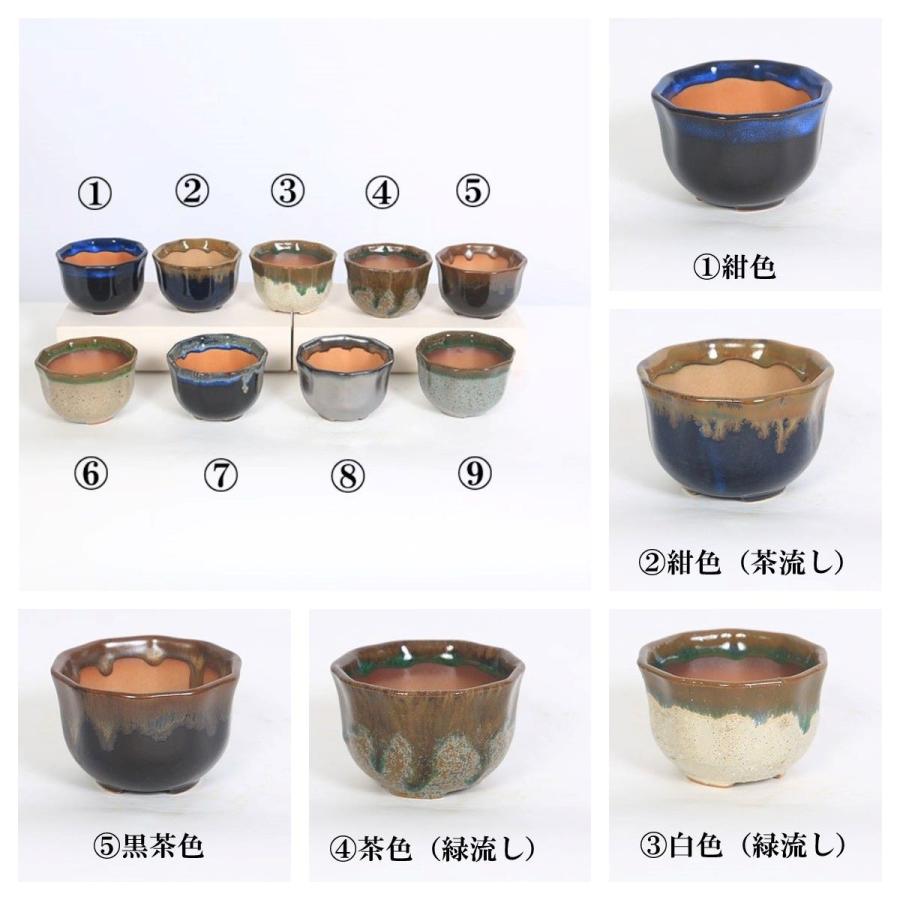 鉢：瀬戸焼花形丸鉢 2.5号*資材 : 遊恵盆栽 Yahoo!店 - 通販 - Yahoo