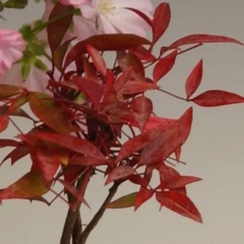 桜盆栽：桜・南天寄せ植え(くらま鉢)* (2026年春開花予定) さくら お