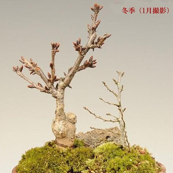 盆栽 桜 長寿梅寄せ植え 瀬戸焼変形鉢 21年春開花終了 鉢植え さくら春お花見 誕生日 祝 旭山桜 Gift Bonsai M6398 遊恵盆栽 Yahoo 店 通販 Yahoo ショッピング