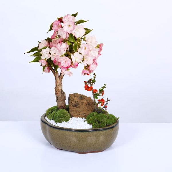 父の日 ギフト 2024盆栽：桜・長寿梅寄せ植え(2024年開花終了) * (モッコ桑染色陶器鉢) 石 苔 寒水付き鉢植えさくら誕生日祝 gift bonsai｜y-bonsai｜02