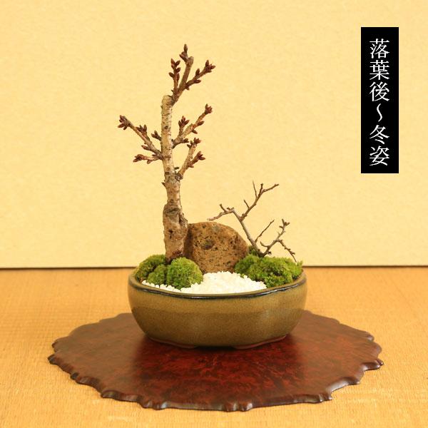 盆栽：桜・長寿梅寄せ植え*(2026年春開花予定) (モッコ桑染色陶器鉢