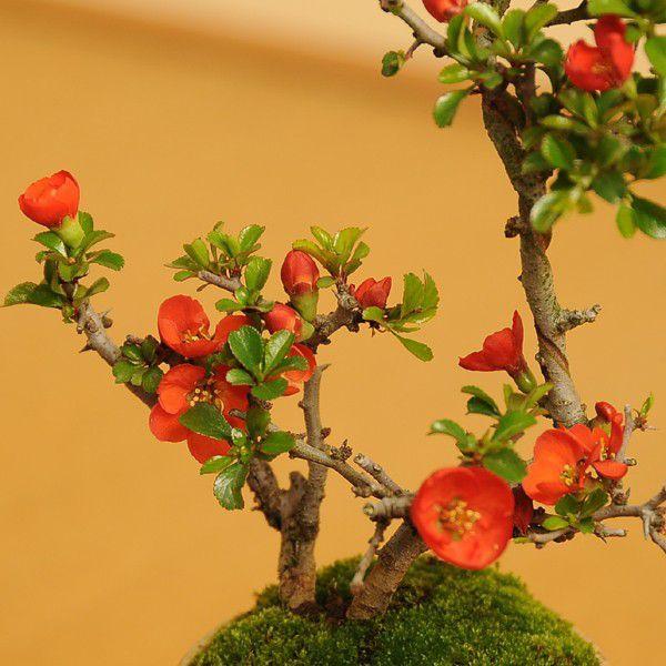 父の日 ギフト 2024盆栽：桜・長寿梅寄せ植え(2024年開花終了) * (モッコ桑染色陶器鉢) 石 苔 寒水付き鉢植えさくら誕生日祝 gift bonsai｜y-bonsai｜08