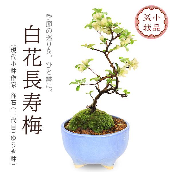 長寿梅 盆栽 幹太 レア 祥石 鉢 貴重 盆栽：白花長寿梅(現代小鉢作家 祥石(二代目)ゆうき空色鉢)*苔付き