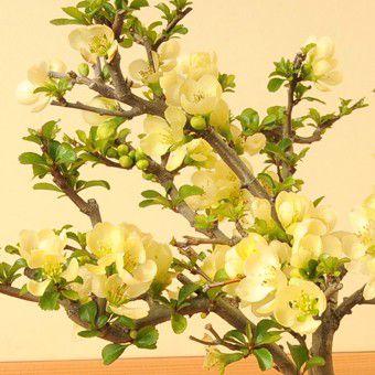 盆栽：白花長寿梅(現代小鉢作家 祥石(二代目)ゆうき空色鉢)*苔付き