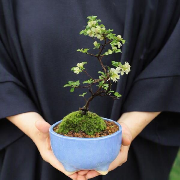 盆栽：白花長寿梅(現代小鉢作家 祥石(二代目)ゆうき空色鉢)*苔付き