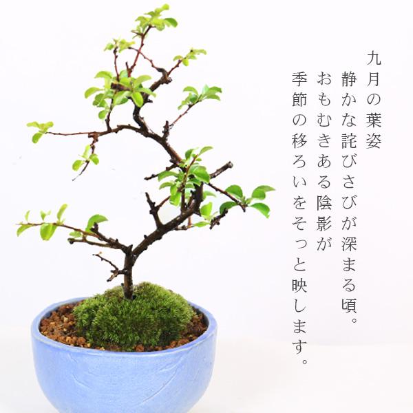 盆栽：白花長寿梅(現代小鉢作家 祥石(二代目)ゆうき空色鉢)*苔付き