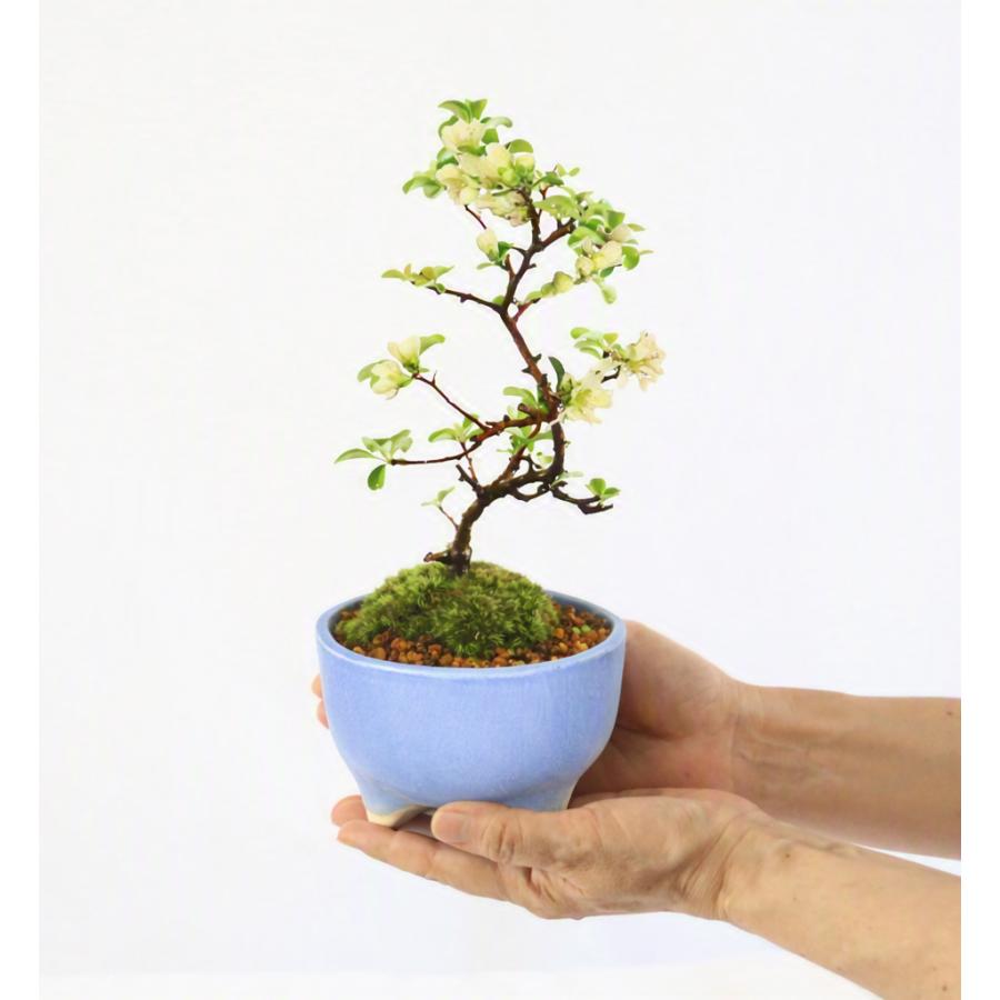 盆栽：白花長寿梅(現代小鉢作家 祥石(二代目)ゆうき空色鉢)*苔付き