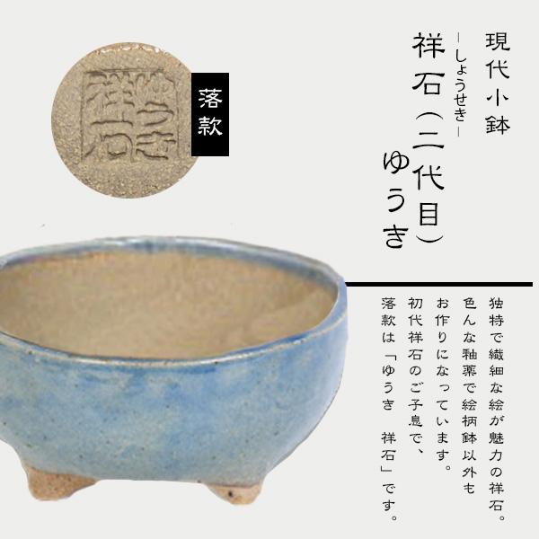 盆栽：白花長寿梅(現代小鉢作家 祥石(二代目)ゆうき空色鉢)*苔付き