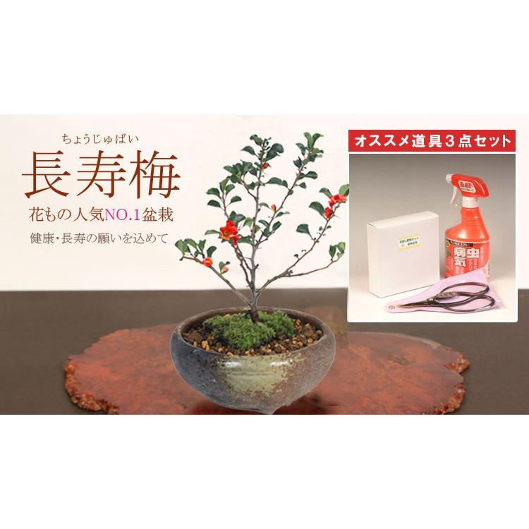 ミニ盆栽：長寿梅(瀬戸鉢)と道具セット* 鉢植え祝い ギフト gift 誕生