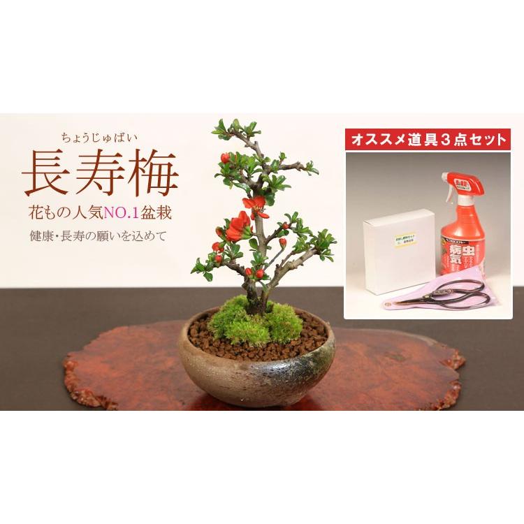 ミニ盆栽：長寿梅(瀬戸鉢)と道具セット* 鉢植え祝い ギフト gift 誕生