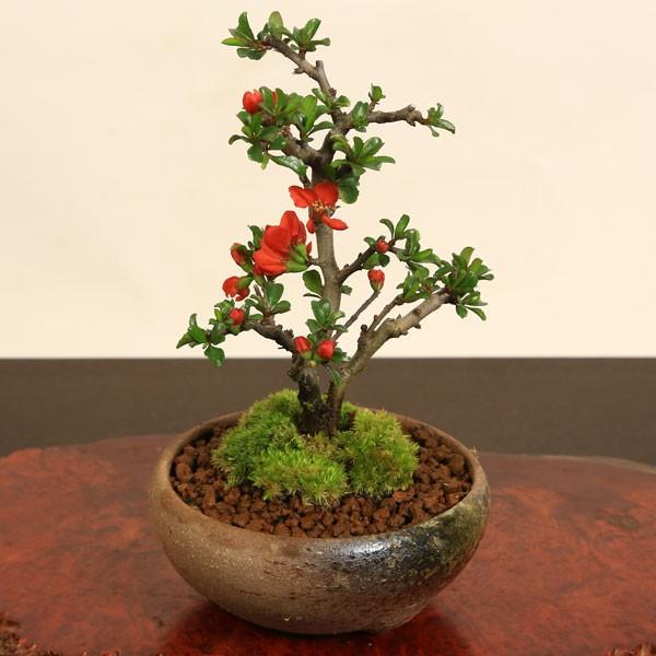 ミニ盆栽：長寿梅(瀬戸鉢)と道具セット* 鉢植え祝い ギフト gift 誕生