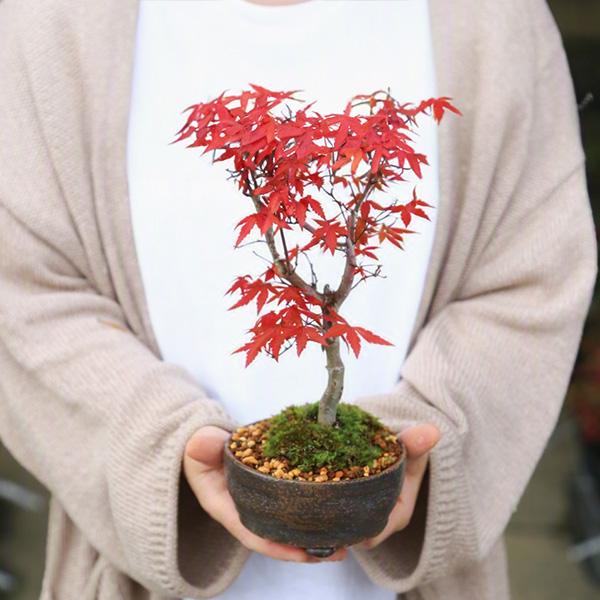 盆栽：出猩々もみじ(信楽焼小鉢)*苔付き 秋春鉢植えモミジプレゼント