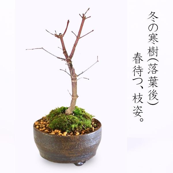 盆栽：出猩々もみじ(信楽焼小鉢)*苔付き 秋春鉢植えモミジプレゼント