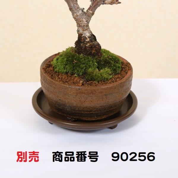 盆栽：出猩々もみじ(信楽焼小鉢)*苔付き 秋春鉢植えモミジプレゼント