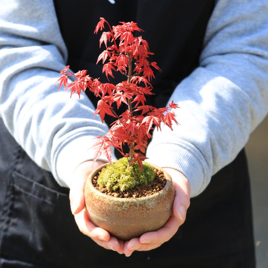 小品盆栽:出猩々もみじ*(信楽焼鉢 萬古焼丸鉢)鉢が選べる鉢植え 小品盆栽:出猩々もみじ*(信楽焼鉢 萬古焼丸鉢)鉢が選べる鉢植え