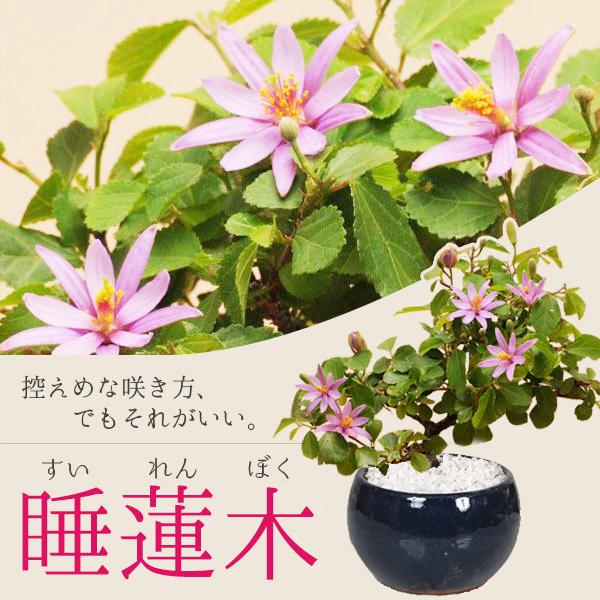 ミニ盆栽：睡蓮木(瀬戸焼濃藍丸鉢）*すいれんぼく 鉢花 鉢植え