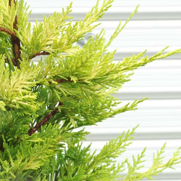 ゴールドライダー7本セット『樹高150㌢程。』