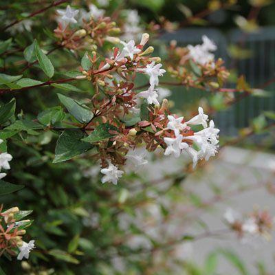 庭木 アベリア あべりあ １０本セット お得 まとめ割 その他苗木 植木 Worthingsociety Org Uk