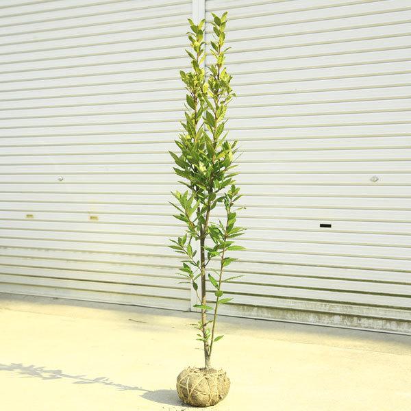 100 正規品 庭木 月桂樹 げっけいじゅ ローリエ 樹高 約150ｃｍ 佐川急便配送