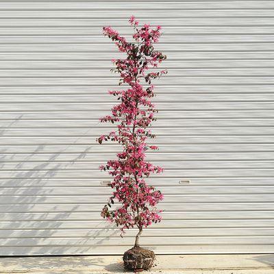 樹と花 Amazon | Zuru Max Flowers 1ピース | 積み木 | おもちゃ