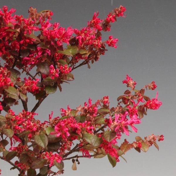 庭木:紅花トキワマンサク *大株 樹高:約150cm 全高:約 庭木:紅花トキワマンサク *大株 樹高:約150cm 全高:約