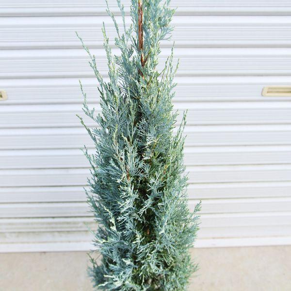 庭木：コニファー（ウィチッタブルー）* 樹高：80cmこにふぁー