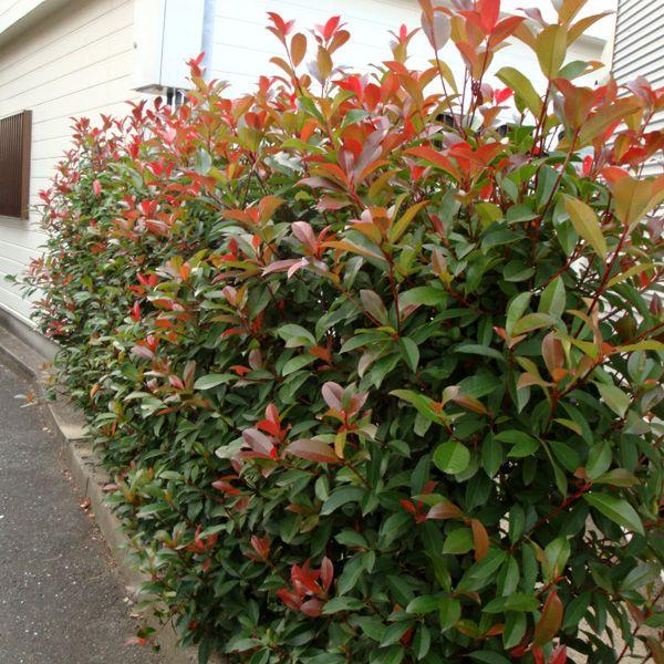 庭木：西洋ベニカナメ（レッドロビン）* 樹高約150cm 全高約170cm