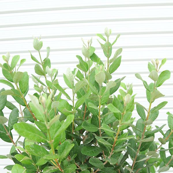 庭木：フェイジョア*（ふぇいじょあ） 樹高：約150cm 全高：約