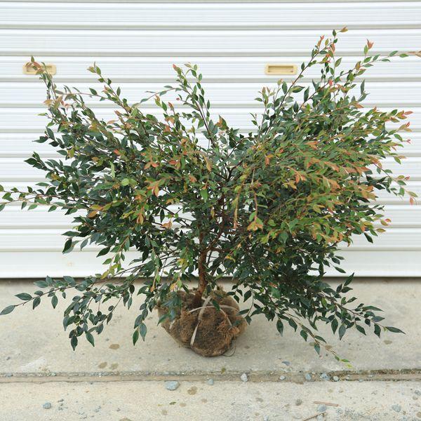 庭木：姫サザンカ/椿 エリナ : 遊恵盆栽 Yahoo!店 - 通販 - Yahoo