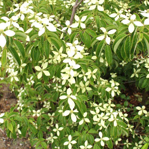 庭木：常緑ヤマボウシ（ホンコンエンシス・月光）* 佐川急便（大型商品