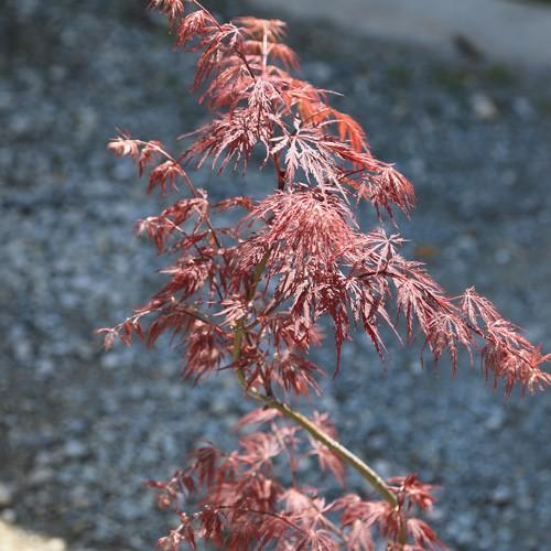 大人気の美しい赤葉もみじ 庭木：紅枝垂れもみじ（赤しだれもみじ