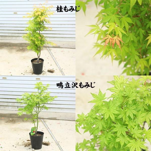 ちょうどよい大きさの美しい樹形　庭木・植木：モミジの木*青しだれもみじ　赤しだれもみじ　など *｜y-bonsai｜03