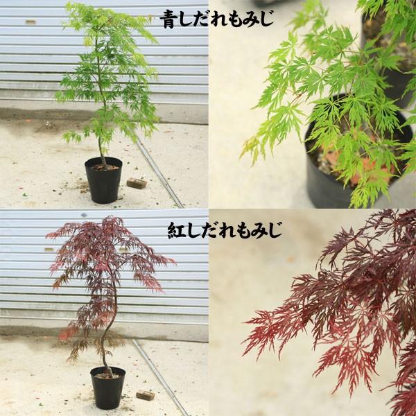 ちょうどよい大きさの美しい樹形 庭木・植木：モミジの木*青しだれ 