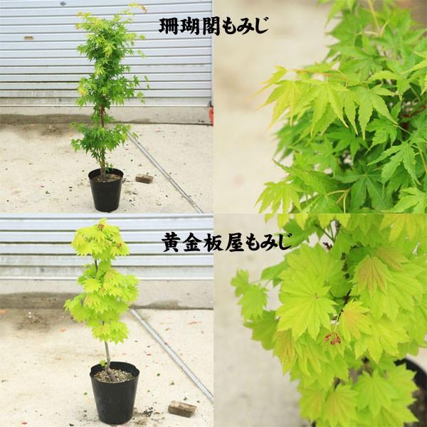 ちょうどよい大きさの美しい樹形　庭木・植木：モミジの木*青しだれもみじ　赤しだれもみじ　など *｜y-bonsai｜05