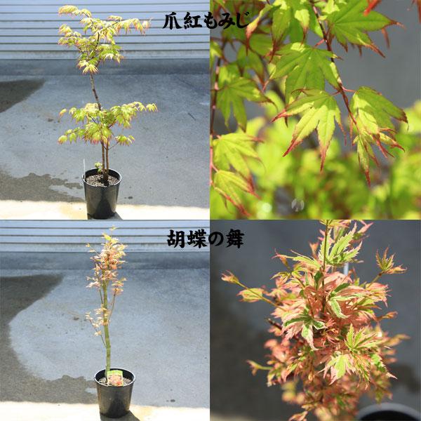ちょうどよい大きさの美しい樹形 庭木・植木：モミジの木*青しだれ 