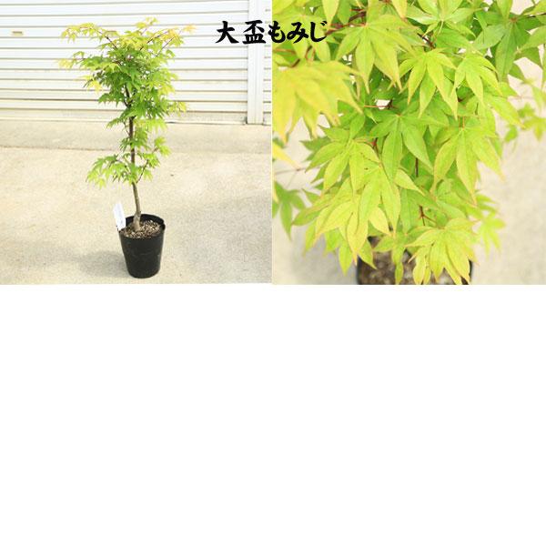 ちょうどよい大きさの美しい樹形　庭木・植木：モミジの木*青しだれもみじ　赤しだれもみじ　など *｜y-bonsai｜09