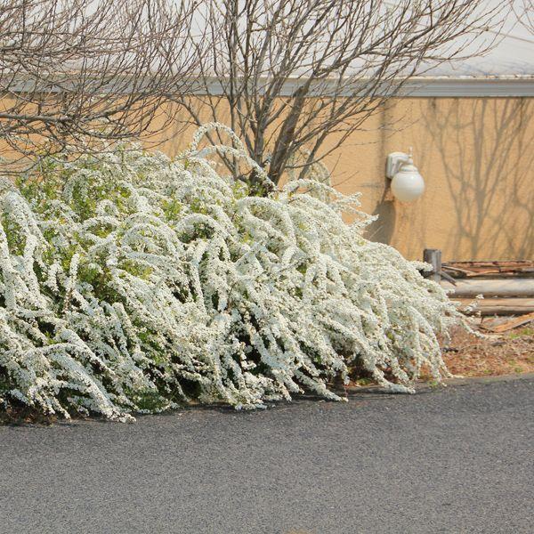 庭木：ユキヤナギ（雪柳） *樹高：約60cm : 遊恵盆栽 Yahoo!店