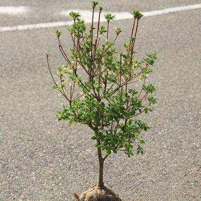 ドウダンツツジ　盆栽 ツクモドウダンツツジの盆栽｜盆栽妙 – 盆栽妙 本店