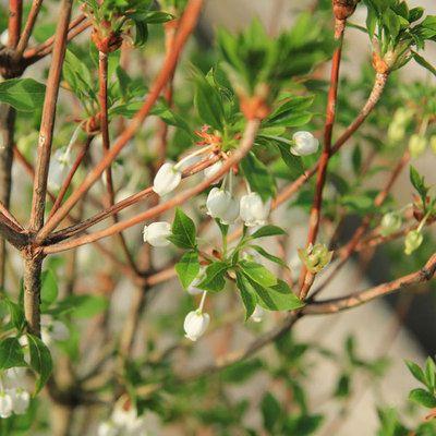 庭木：ドウダンツツジ（どうだんつつじ）樹高：約50ｃｍ｜y-bonsai｜03