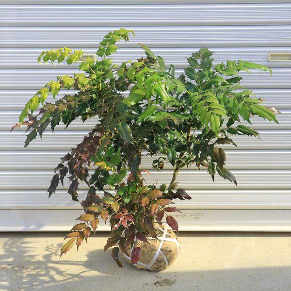 庭木 柊南天 ヒイラギナンテン N0103 遊恵盆栽 Yahoo 店 通販 Yahoo ショッピング