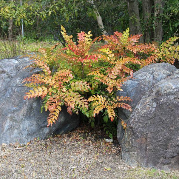 人気の 庭木 柊南天 ヒイラギナンテン 5本セット 限定セール Southerncollegeofhealthsciences Com